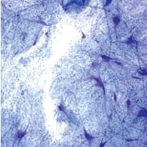 Cole-Parmer Prepared Slide, Multi-Polar Motor Neurons