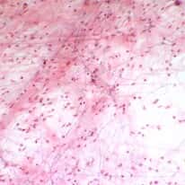 Cole-Parmer Prepared Slide, Areolar Tissue, Animal, Cs