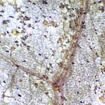 Cole-Parmer Prepared Slide, Squamous Mesothelium, Mammal, Wm