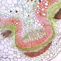 Cole-Parmer Prepared Slide, Monocot Stem