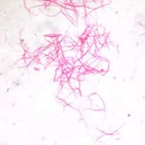 Cole-Parmer Prepared Slide, Involuntary Smooth Muscle, Ls and Cs