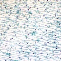 Cole-Parmer Prepared Slide, Onion Leaf Epidermis