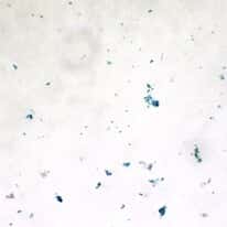 Cole-Parmer Prepared Slide, Green Algae