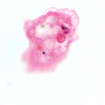Cole-Parmer Prepared Slide, Amoeba Proteus
