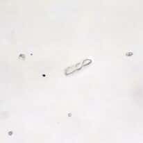 Cole-Parmer Prepared Slide, Bacteria, Smear From Mouth