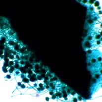 Cole-Parmer Prepared Slide, Aspergillus