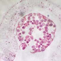 Cole-Parmer Prepared Slide, Lily Anthers, Cs