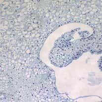 Cole-Parmer Prepared Slide, Lily Ovary, Cs