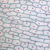 Cole-Parmer Prepared Slide, Onion Bulb Epidermis, Plant Cells Slide, Wm