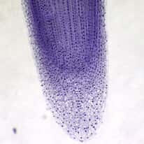 Cole-Parmer Prepared Slide, Onion Root Tip Mitosis