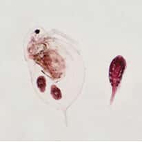 Cole-Parmer Prepared Slide, Daphnia and Cyclops, Wm