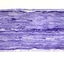 Cole-Parmer Prepared Slide, Striated Muscle, Ls