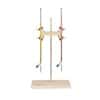 Cole-Parmer Double Buret Clamp, Nickel-Plated Zinc, with Support Stand and Rod; Holds Up to 100 ml Burets