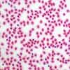 Cole-Parmer Prepared Slide, Frog Blood Smear