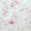 Cole-Parmer Prepared Slide, Human Sperm Smear