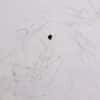 Cole-Parmer Prepared Slide, Grantia Spicules, Wm