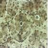 Cole-Parmer Prepared Slide, Human Bone Ground, Cs