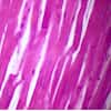 Cole-Parmer Prepared Slide, Cardiac Muscle