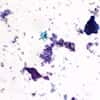 Cole-Parmer Prepared Slide, Budding Yeast