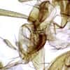 Cole-Parmer Prepared Slide, Fruit Fly, Slide X, Wm