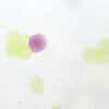 Cole-Parmer Prepared Slide, Ascaris (Roundworm), Egg, Cs