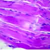 Cole-Parmer Prepared Slide, Skeletal Muscle, Cs and Ls