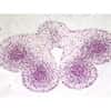 Cole-Parmer Prepared Slide, Plant Cell Meiosis, Lily Meiosis, First Meiotic Division