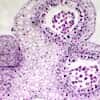 Cole-Parmer Prepared Slide, Plant Cell Meiosis, Lily Meiosis, Second Meiotic Division