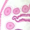 Cole-Parmer Prepared Slide, Animal Cell Mitosis, Ascaris (Roundworm), Mitosis, Sec