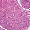 Cole-Parmer Prepared Slide, Nerve Cells, Animal