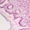 Cole-Parmer Prepared Slide, Human Stomach Tissue, Healthy