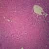 Cole-Parmer Prepared Slide, Human Liver Cells, Normal