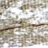 Cole-Parmer Prepared Slide, Butterfly Wing