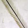 Cole-Parmer Prepared Slide, Feathers, 3 Types