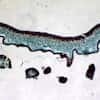 Cole-Parmer Prepared Slide, Lichen, Sec