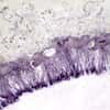 Cole-Parmer Prepared Slide, Molds, Aspergillus, Penicillium, and Rhizopus