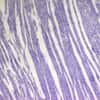 Cole-Parmer Prepared Slide, Muscle, 3 Types