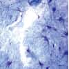Cole-Parmer Prepared Slide, Multi-Polar Motor Neurons