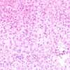 Cole-Parmer Prepared Slide, Frog Liver, Sec