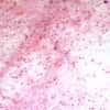 Cole-Parmer Prepared Slide, Areolar Tissue, Animal, Cs