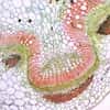 Cole-Parmer Prepared Slide, Monocot And Dicot Stem
