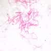 Cole-Parmer Prepared Slide, Involuntary Smooth Muscle, Ls and Cs