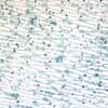 Cole-Parmer Prepared Slide, Onion Leaf Epidermis