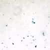 Cole-Parmer Prepared Slide, Green Algae