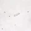 Cole-Parmer Prepared Slide, Bacteria, Smear From Mouth