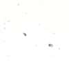 Cole-Parmer Prepared Slide, Mixed Diatoms, Wm