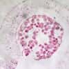 Cole-Parmer Prepared Slide, Lily Anthers, Cs