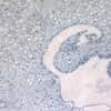 Cole-Parmer Prepared Slide, Lily Ovary, Cs