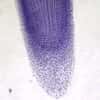 Cole-Parmer Prepared Slide, Onion Root Tip Mitosis