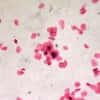 Cole-Parmer Prepared Slide, Human Cheek Cells